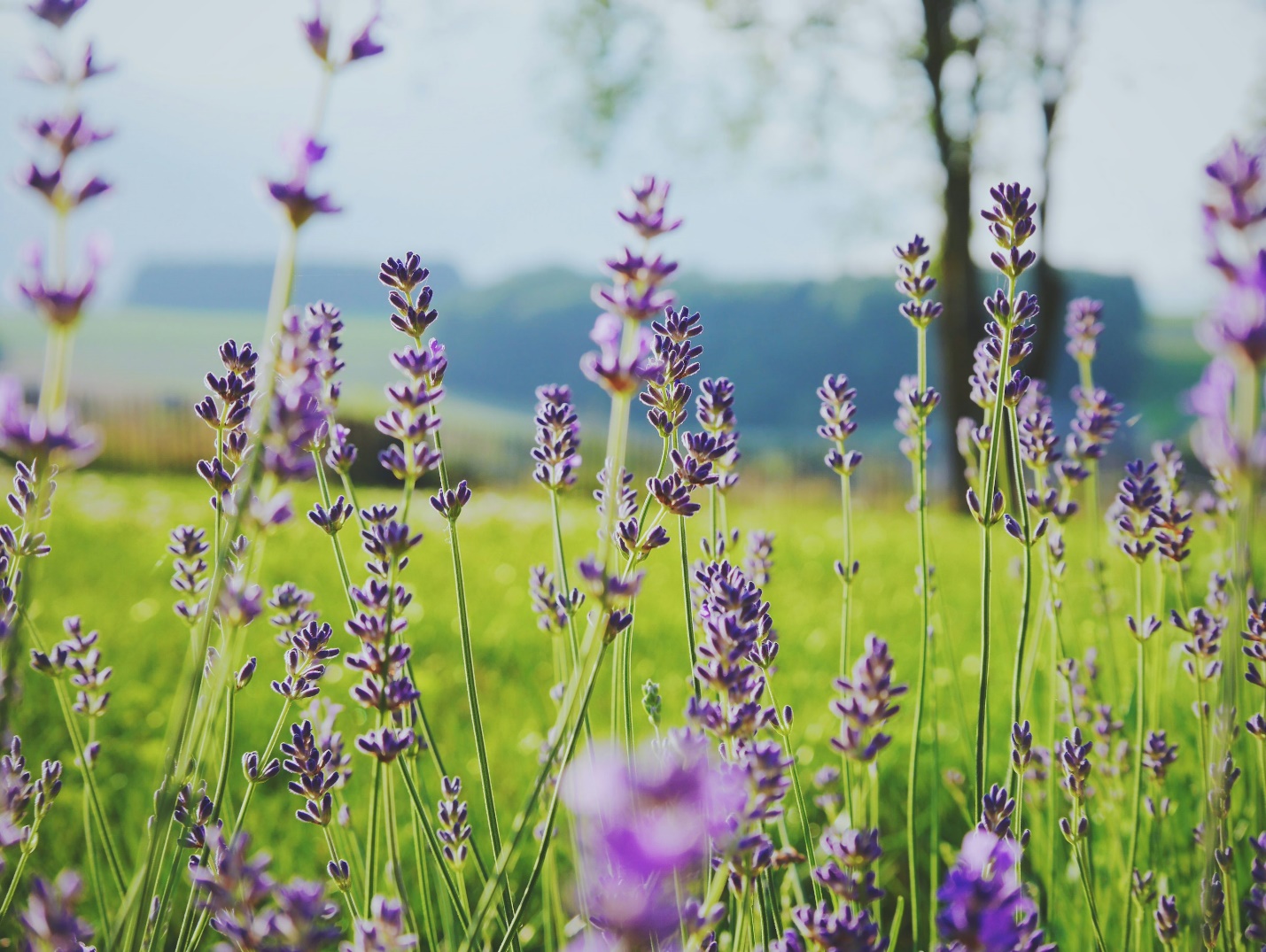 LAVENDER one of the most beautiful flowering plants